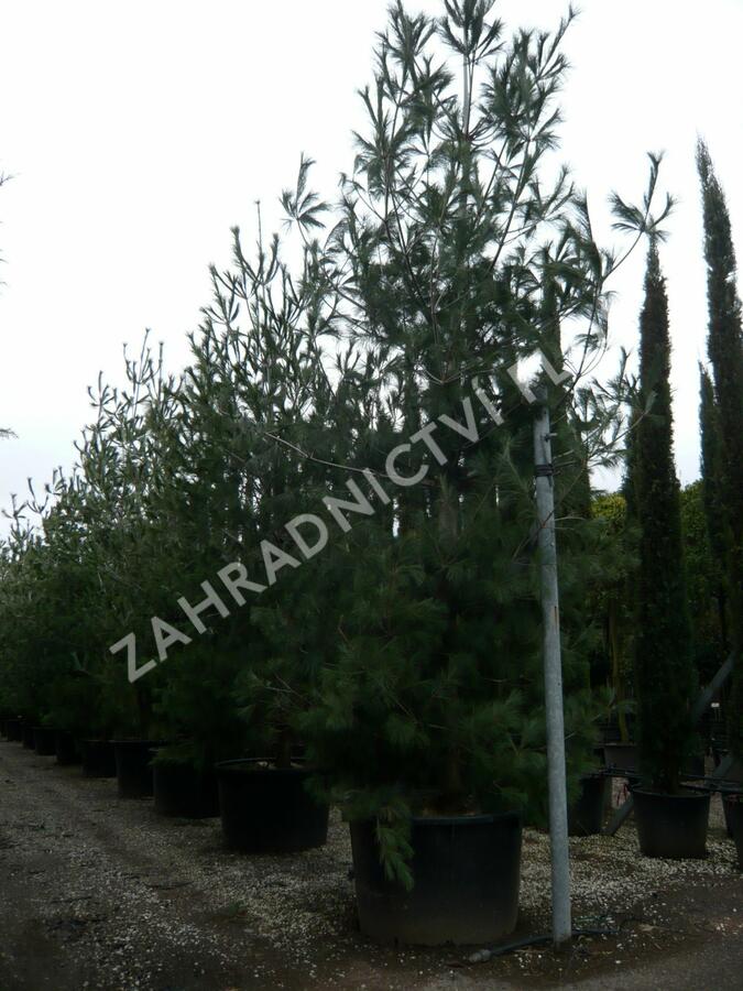 Borovice vejmutovka - Pinus strobus