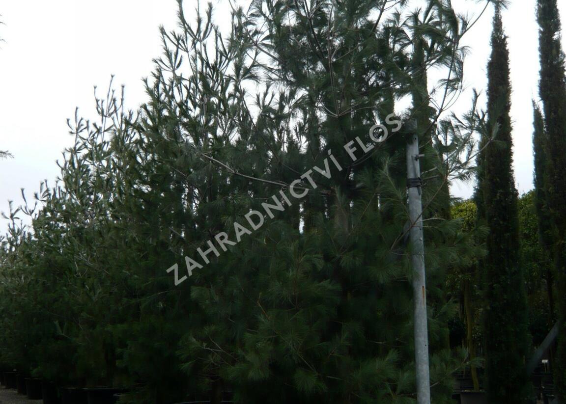 Borovice vejmutovka - Pinus strobus