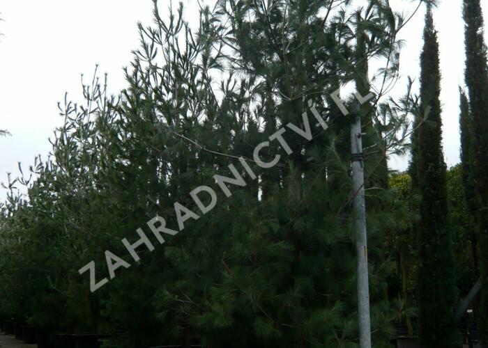 Borovice vejmutovka - Pinus strobus