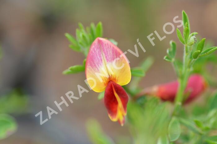 Čilimník 'Goldfinch' - Cytisus 'Goldfinch'