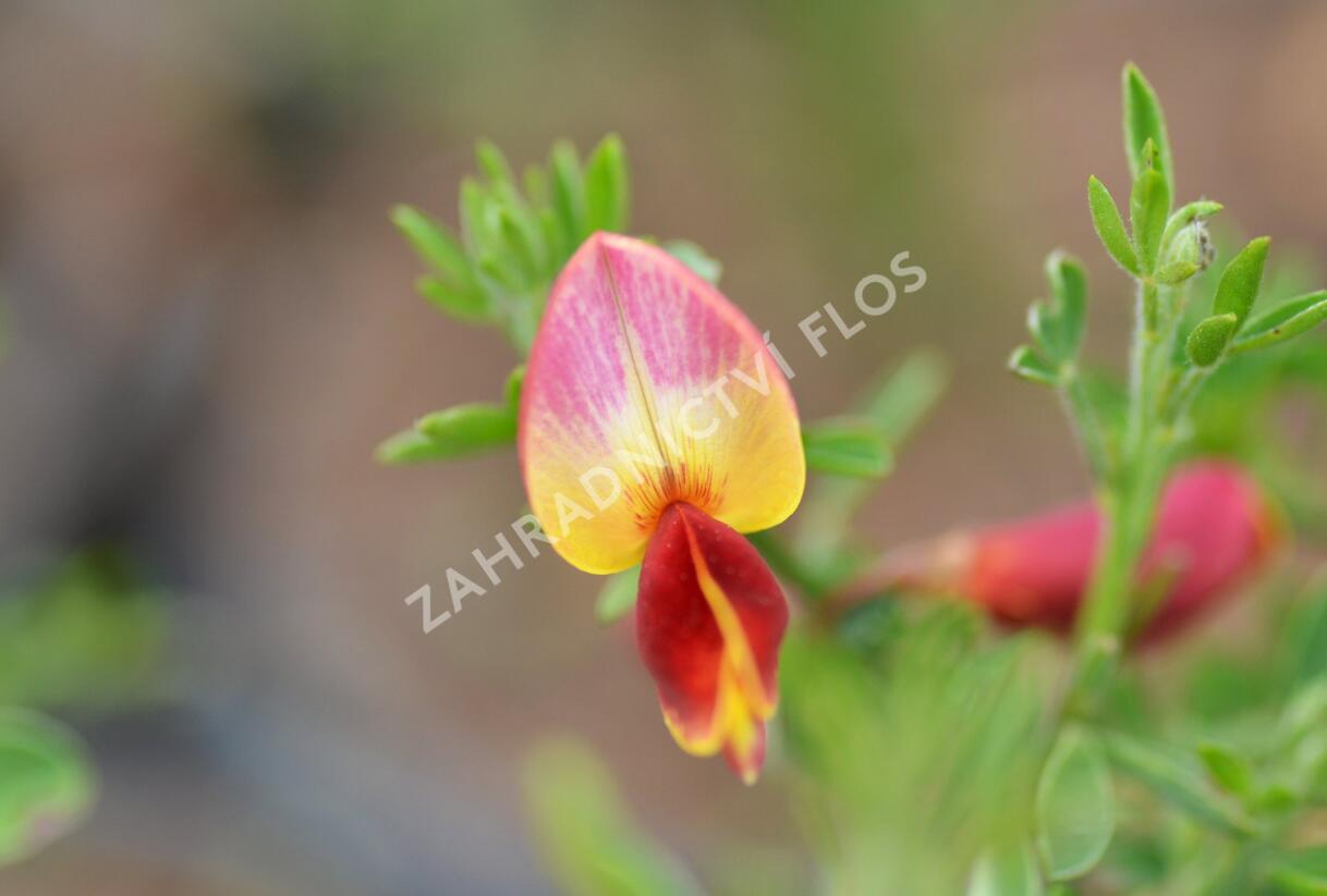 Čilimník 'Goldfinch' - Cytisus 'Goldfinch'