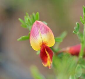 Čilimník 'Goldfinch' - Cytisus 'Goldfinch'