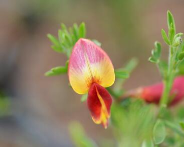 Čilimník 'Goldfinch'