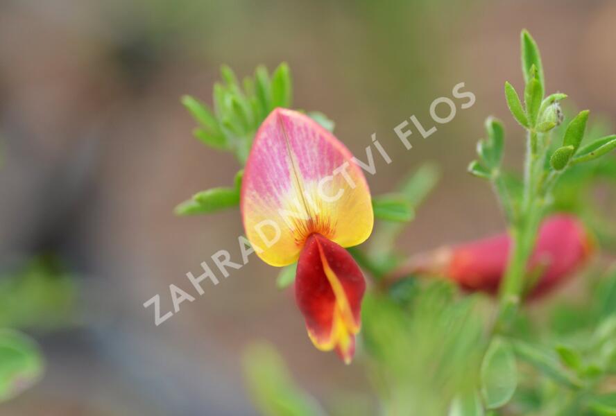 Čilimník 'Goldfinch' - Cytisus 'Goldfinch'