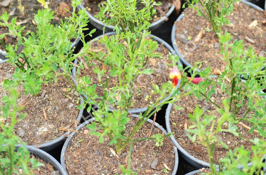 Čilimník 'Goldfinch' - Cytisus 'Goldfinch'