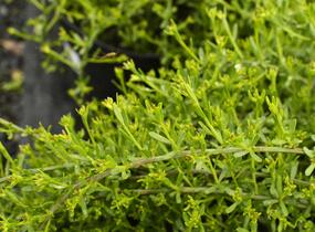 Kručinka lydijská - Genista lydia