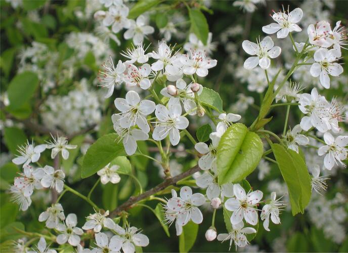 Mahalebka obecná - Prunus mahaleb