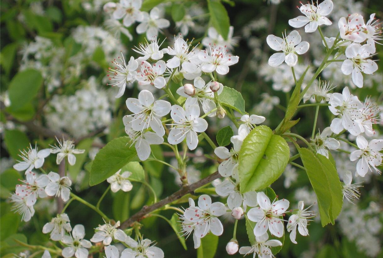 Mahalebka obecná - Prunus mahaleb