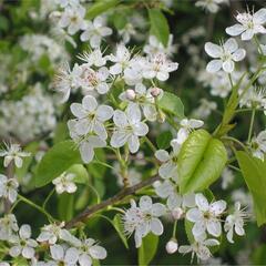 Mahalebka obecná - Prunus mahaleb