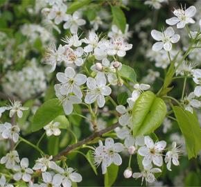 Mahalebka obecná - Prunus mahaleb