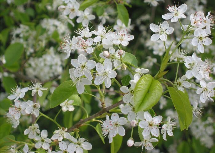 Mahalebka obecná - Prunus mahaleb