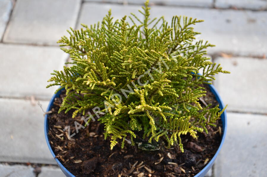 Hebe ochracea - Hebe ochracea