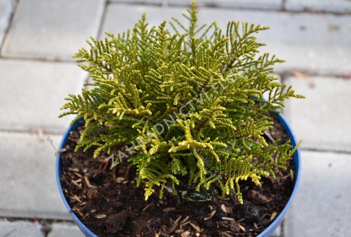 Hebe ochracea - Hebe ochracea