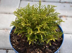 Hebe ochracea - Hebe ochracea