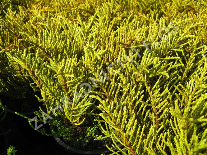 Hebe ochracea - Hebe ochracea