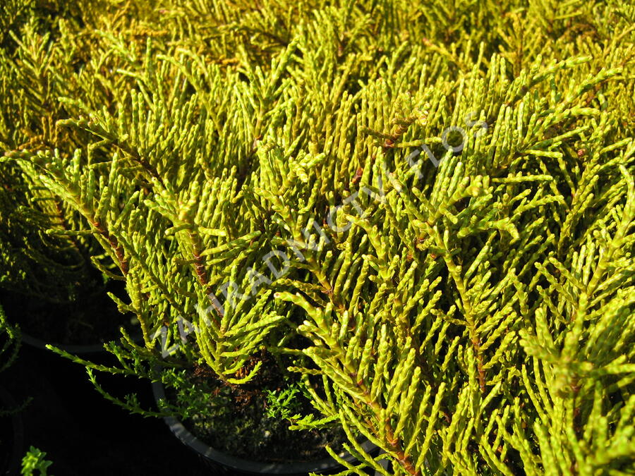 Hebe ochracea - Hebe ochracea