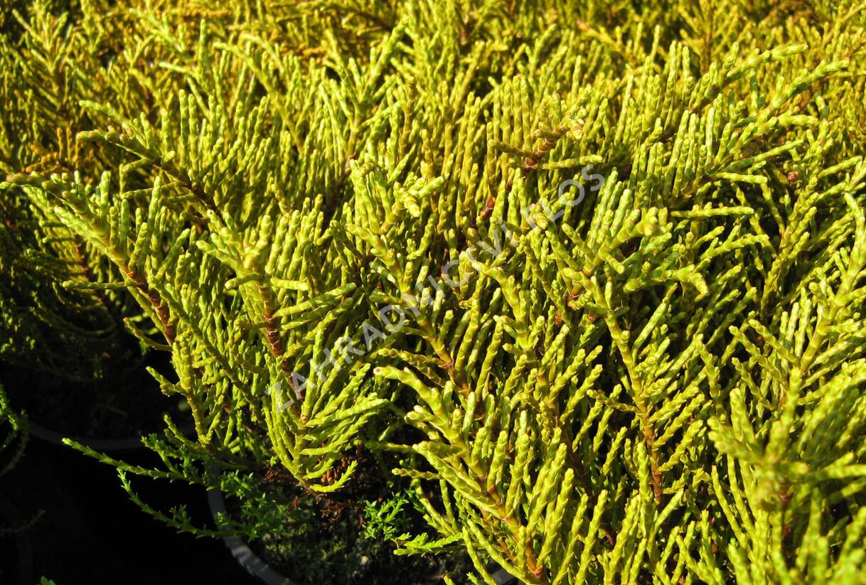Hebe ochracea - Hebe ochracea