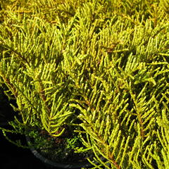 Hebe ochracea - Hebe ochracea