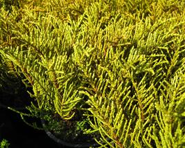 Hebe ochracea