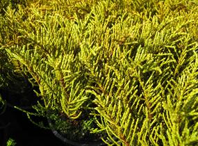 Hebe ochracea - Hebe ochracea