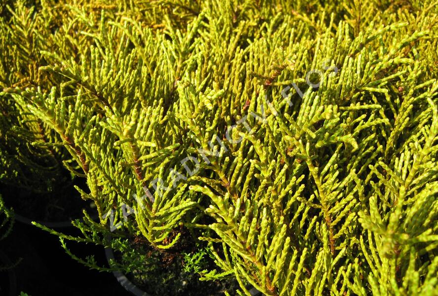 Hebe ochracea - Hebe ochracea