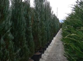 Jalovec virginský 'Skyrocket' - Juniperus virginiana 'Skyrocket'