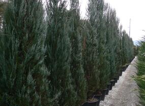 Jalovec virginský 'Skyrocket' - Juniperus virginiana 'Skyrocket'