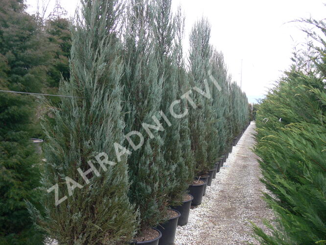 Jalovec virginský 'Skyrocket' - Juniperus virginiana 'Skyrocket'