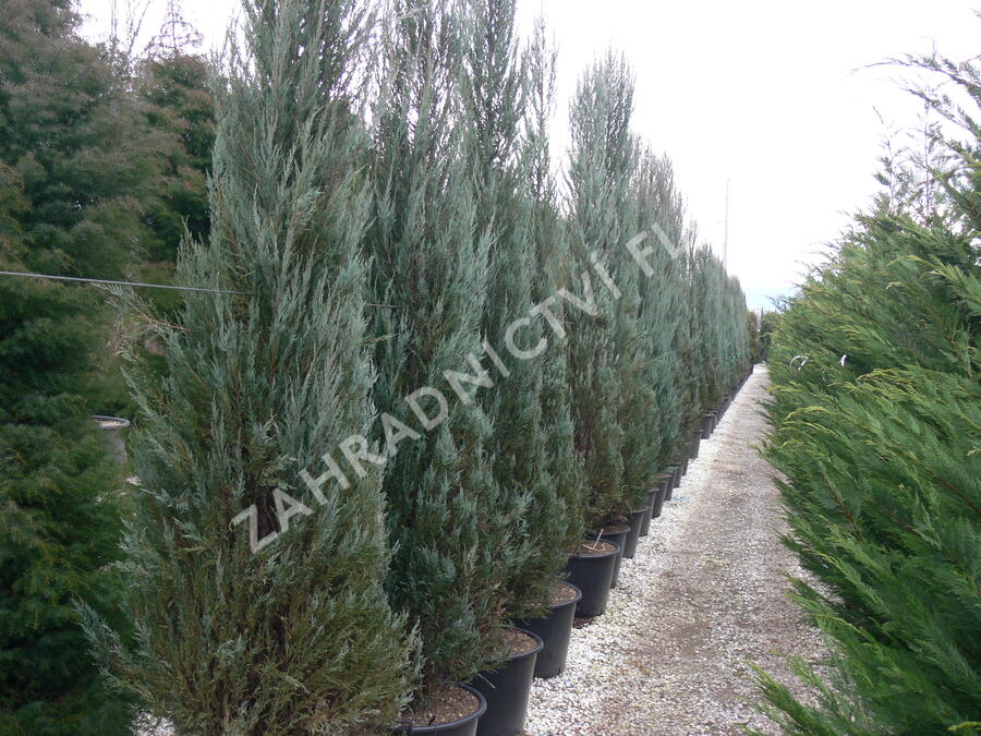 Jalovec virginský 'Skyrocket' - Juniperus virginiana 'Skyrocket'