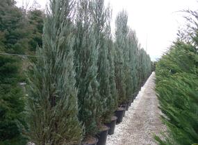 Jalovec virginský 'Skyrocket' - Juniperus virginiana 'Skyrocket'