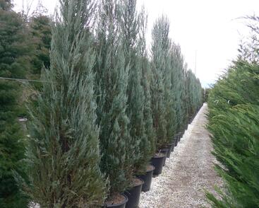 Jalovec virginský 'Skyrocket'