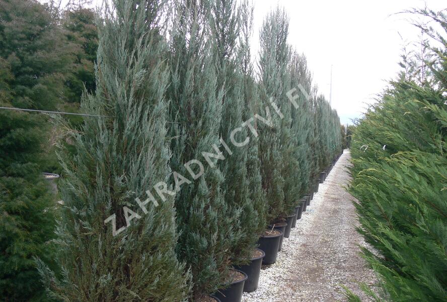 Jalovec virginský 'Skyrocket' - Juniperus virginiana 'Skyrocket'