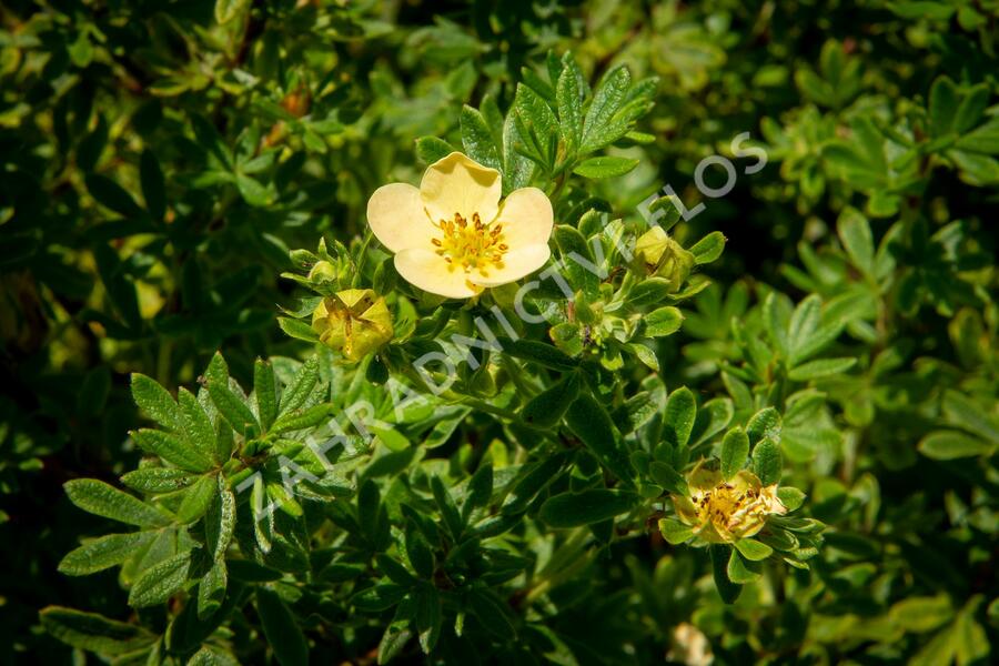 Mochna křovitá 'Daydawn' - Potentilla fruticosa 'Daydawn'