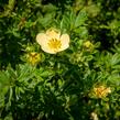 Mochna křovitá 'Daydawn' - Potentilla fruticosa 'Daydawn'