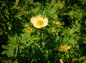 Mochna křovitá 'Daydawn' - Potentilla fruticosa 'Daydawn'