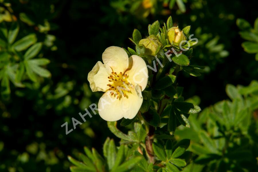 Mochna křovitá 'Daydawn' - Potentilla fruticosa 'Daydawn'