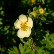 Mochna křovitá 'Daydawn' - Potentilla fruticosa 'Daydawn'