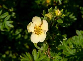 Mochna křovitá 'Daydawn' - Potentilla fruticosa 'Daydawn'
