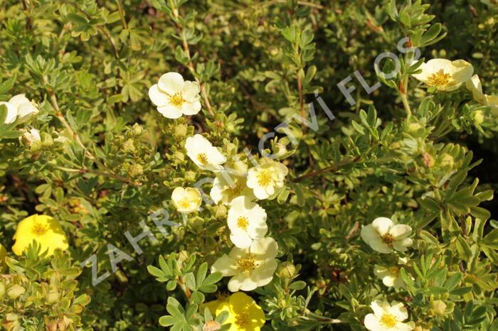 Mochna křovitá 'Daydawn' - Potentilla fruticosa 'Daydawn'