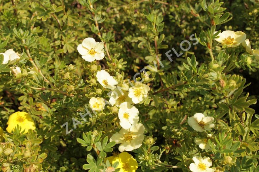 Mochna křovitá 'Daydawn' - Potentilla fruticosa 'Daydawn'