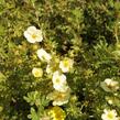 Mochna křovitá 'Daydawn' - Potentilla fruticosa 'Daydawn'