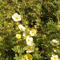 Mochna křovitá 'Daydawn' - Potentilla fruticosa 'Daydawn'