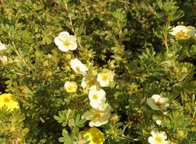 Mochna křovitá 'Daydawn' - Potentilla fruticosa 'Daydawn'