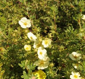 Mochna křovitá 'Daydawn' - Potentilla fruticosa 'Daydawn'