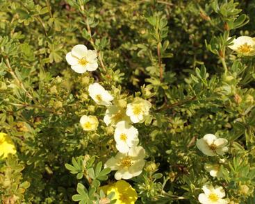 Mochna křovitá 'Daydawn'