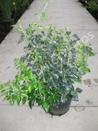 Břečťan popínavý 'Arborescens' - Hedera helix 'Arborescens'