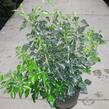 Břečťan popínavý 'Arborescens' - Hedera helix 'Arborescens'