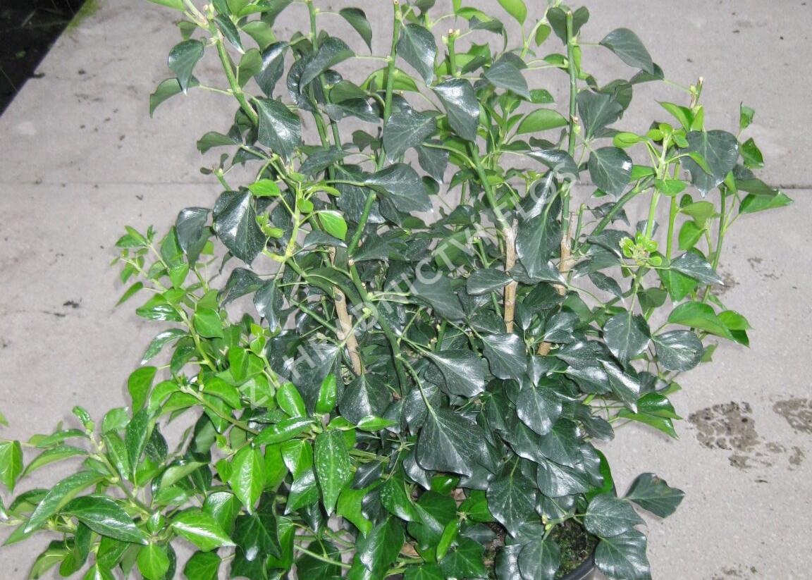 Břečťan popínavý 'Arborescens' - Hedera helix 'Arborescens'