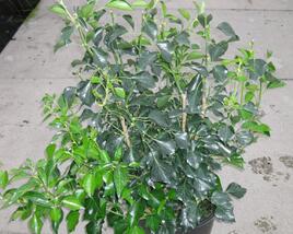Břečťan popínavý 'Arborescens'