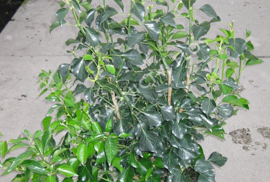 Břečťan popínavý 'Arborescens' - Hedera helix 'Arborescens'